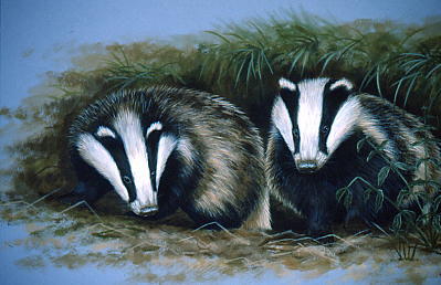 BADGERS!!!